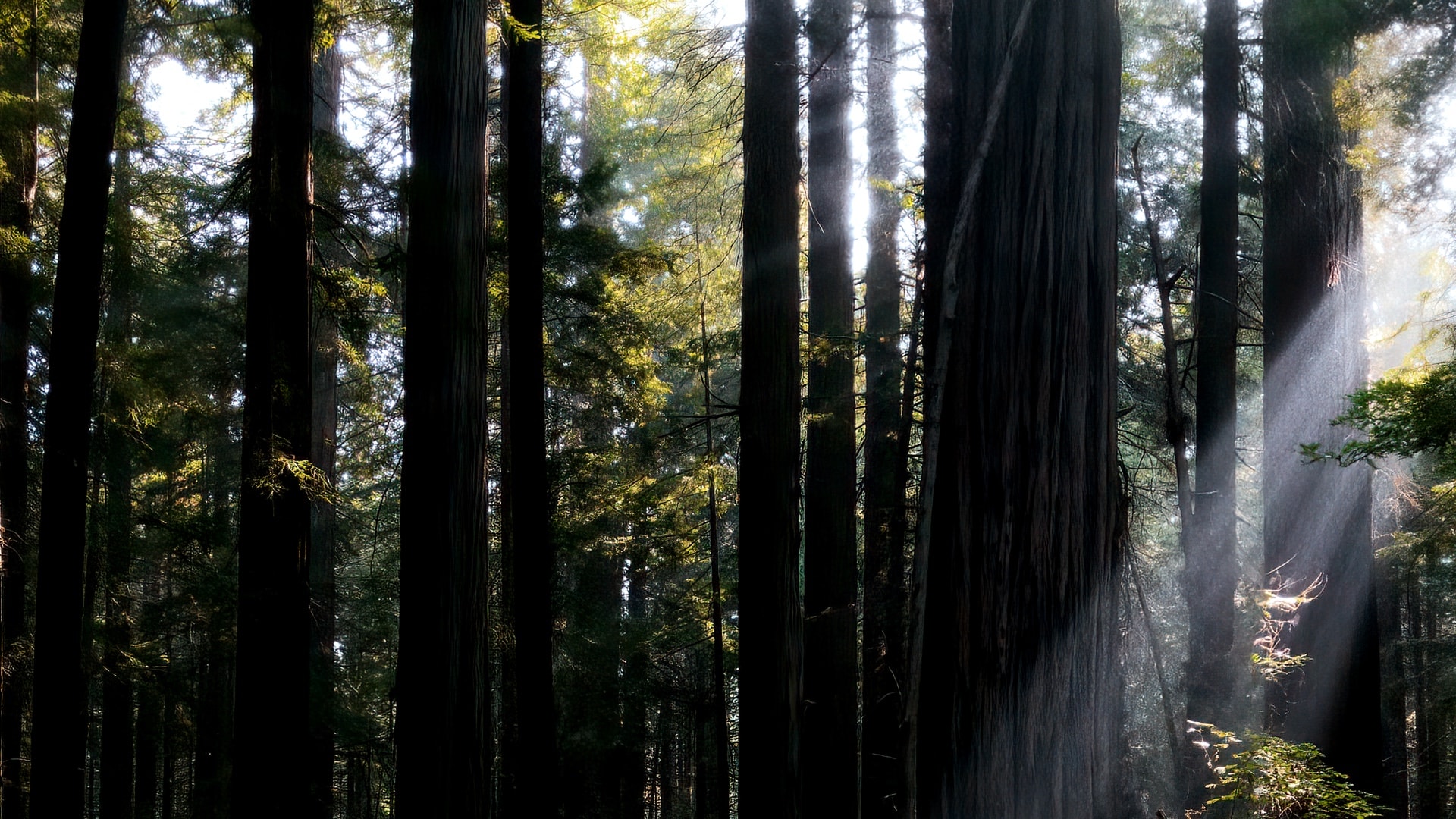 Kafeaterra-Environmental Perspective