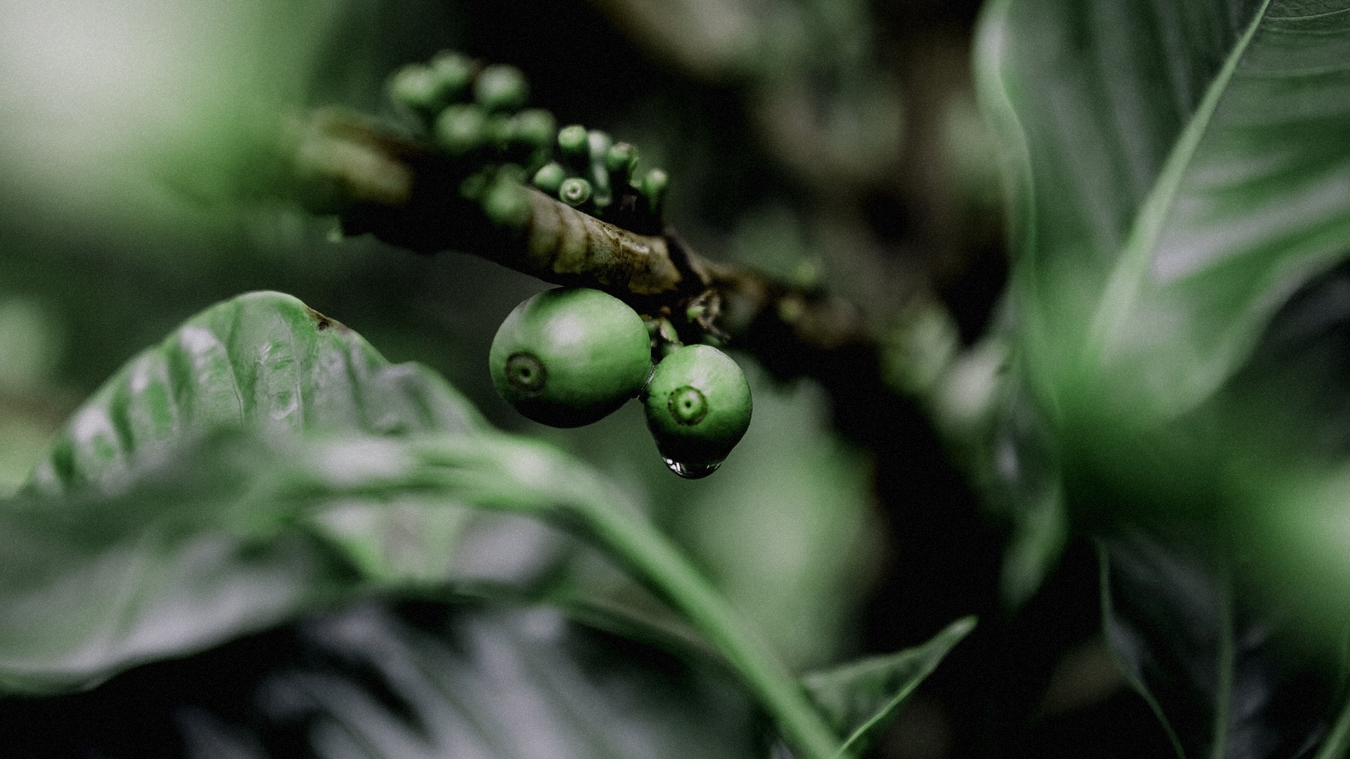 Kafeaterra-Green Coffee