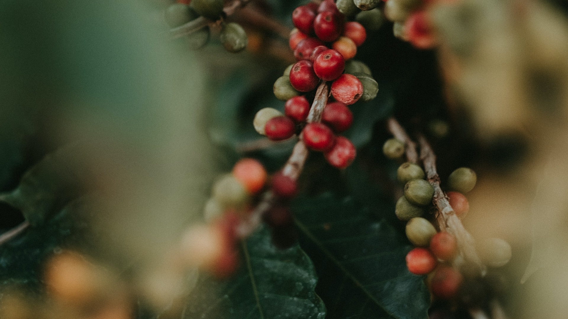 Kafeaterra-Sustainability Report