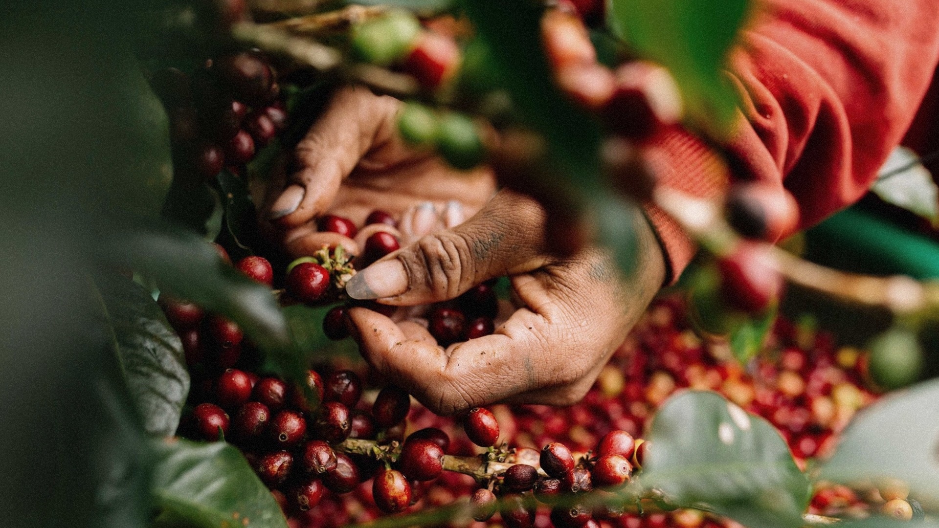 Kafeaterra-Our Values